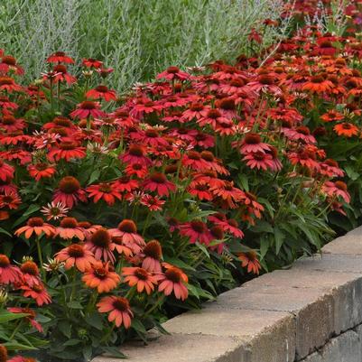 Echinacea Artisan&trade; Ombre Red