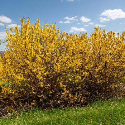 Forsythia Spring Fling™