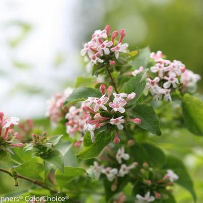 Abelia mosanensis Sweet Emotion Blaze™