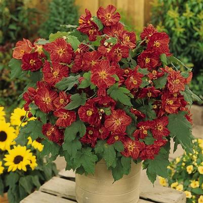 Abutilon Bella Red