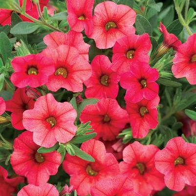 Calibrachoa Superbells&reg; Coralberry Punch&trade;