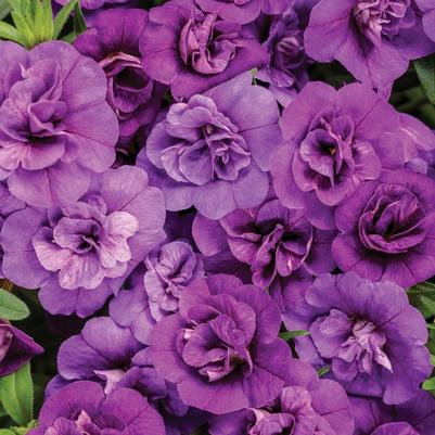 Calibrachoa Superbells&reg; Double Blue