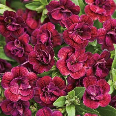 Calibrachoa Superbells&reg; Double Plum