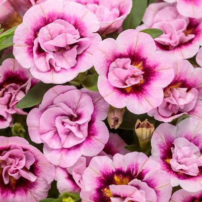 Calibrachoa Superbells&reg; Double Smitten Pink&trade;