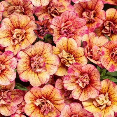 Calibrachoa Superbells&reg; Double Vintage Coral&trade;