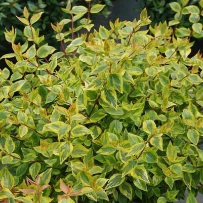Abelia x grandiflora Brilliantina®