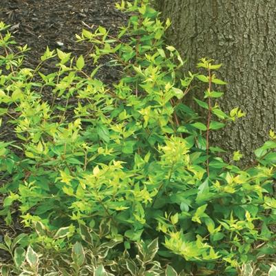 Abelia x grandiflora Bronze Anniversary®