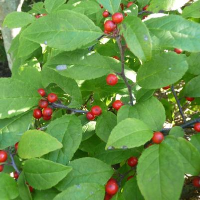 Ilex Carolina Cardinal