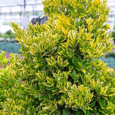 Ilex Golden Oakland®