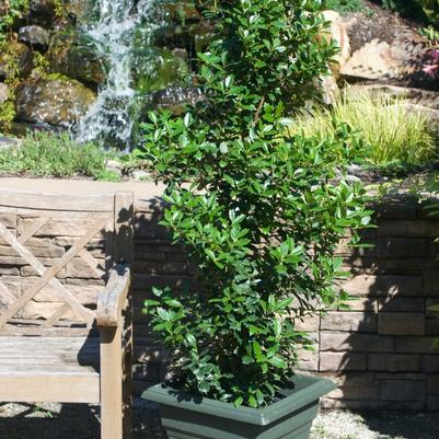 Ilex Oak Leaf™