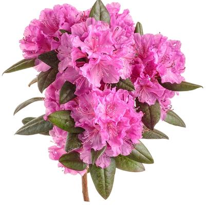 Rhododendron Black Hat&reg;