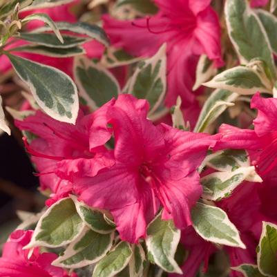 Rhododendron Bollywood&trade;