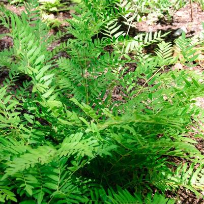 Arachniodes davalliaeformis 