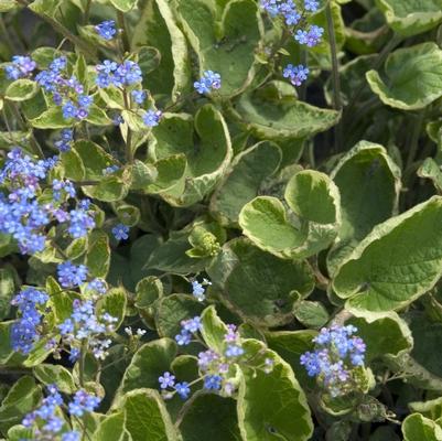 Brunnera macrophylla Hadspen Cream