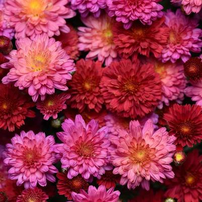 Chrysanthemum grandiflorum Flamingo Pink