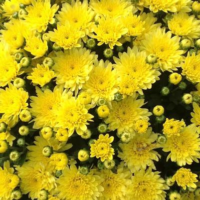 Chrysanthemum grandiflorum Moonglow Yellow