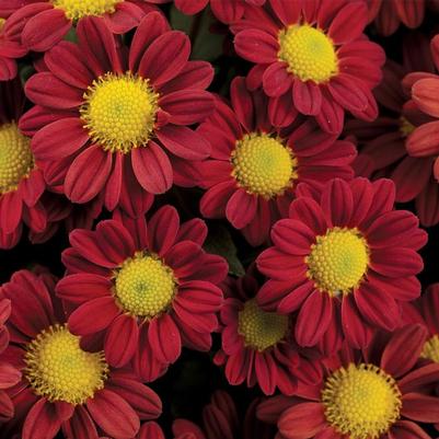 Chrysanthemum indicum Chantal™ Hot Red