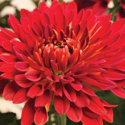 Chrysanthemum indicum China Doll™ Red