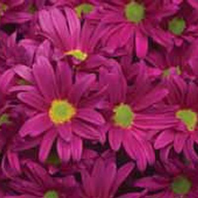 Chrysanthemum indicum Essex™ Purple