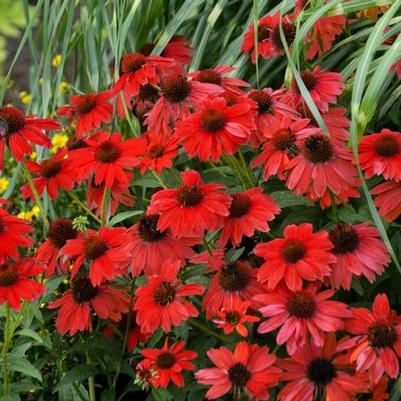 Echinacea Sombrero&reg; Salsa Red