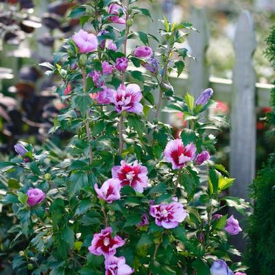 Hibiscus syriacus Purple Pillar&reg;
