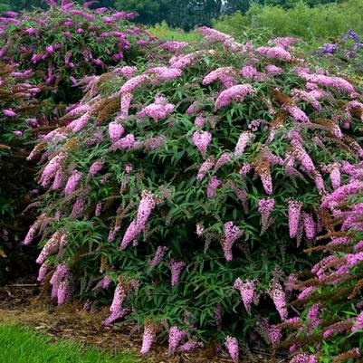 Buddleia davidii Pink Cascade