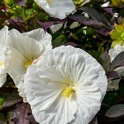 Hibiscus Summerific&reg; Cookies and Cream
