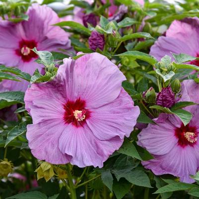 Hibiscus Summerific&reg; Lilac Crush