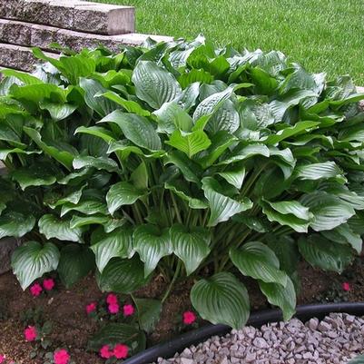 Hosta Royal Standard