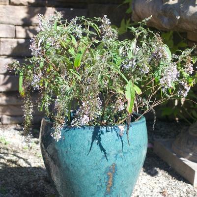Buddleia davidii Wisteria Lane