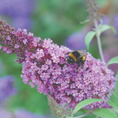 Buddleia davidii Buzz™ Soft pink