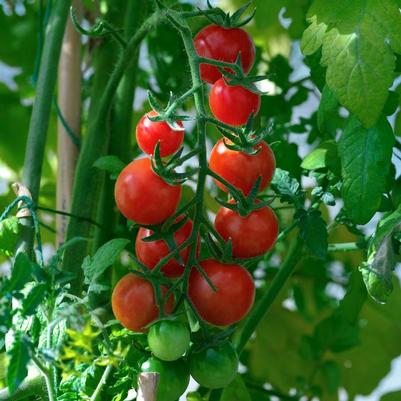 Lycopersicon Ella Bella