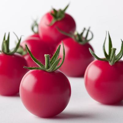 Lycopersicon Fonzi's Pinky