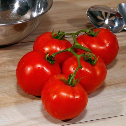 Lycopersicon Grand Marshall