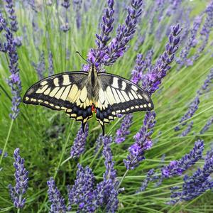Lavandula x intermedia Phenomenal&reg;