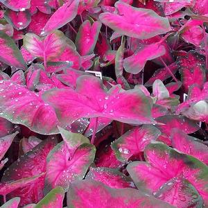 Caladium Pink