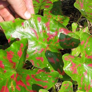 Caladium Painted Frog&trade; Poison Dart Frog
