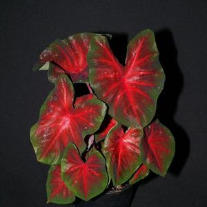 Caladium Red