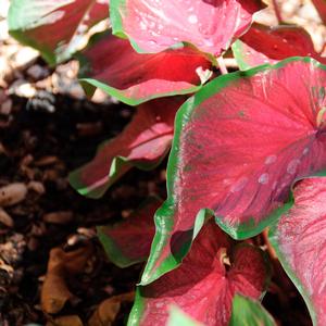Caladium Red Glamour