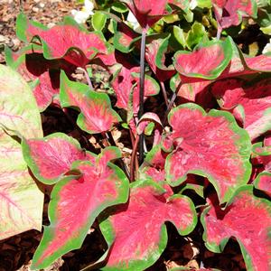 Caladium Rio Red
