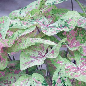 Caladium Seafoam Pink&trade;