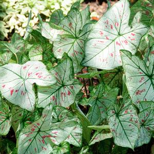 Caladium Strawberry Star