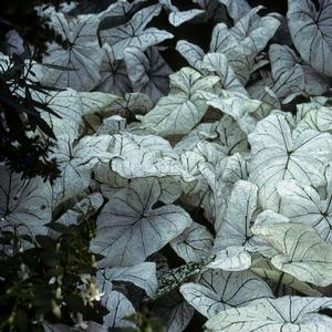 Caladium bicolor Candidum