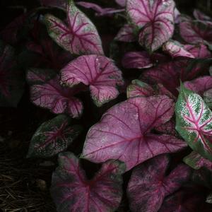 Caladium bicolor Fannie Munson