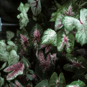 Caladium bicolor Fire Chief