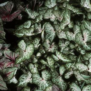 Caladium bicolor Gingerbread