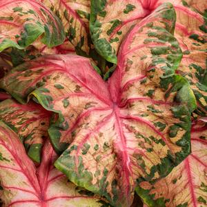 Caladium hortulanum Heart to Heart&reg: Clowning Around