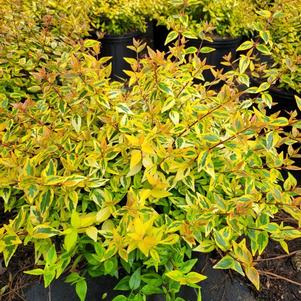 Abelia x grandiflora Kaleidoscope
