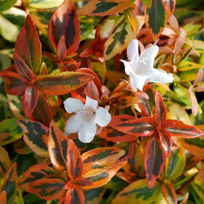 Abelia x grandiflora 'Kaleidoscope' - Glossy Abeila
