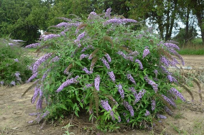 Buddleia Lavender Cascade